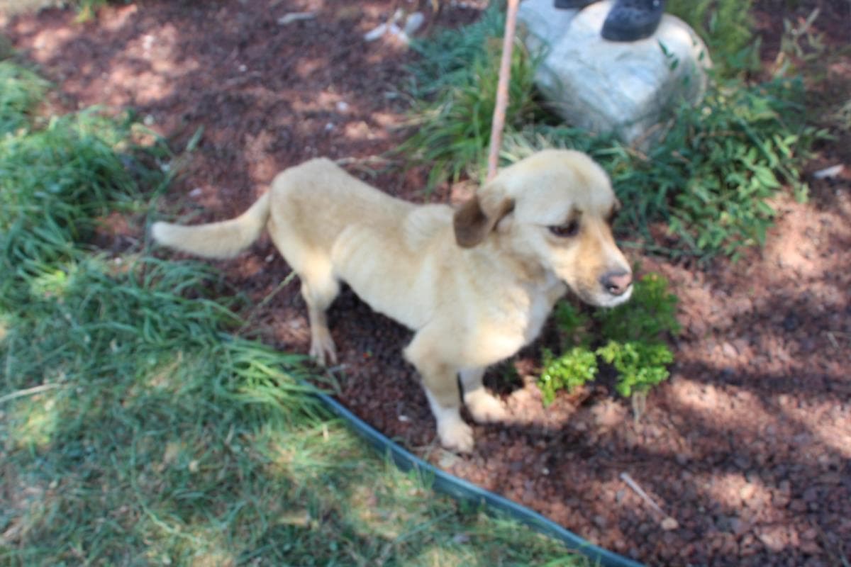 Nilufer Melez Köpek Melez Köpek, Bursa