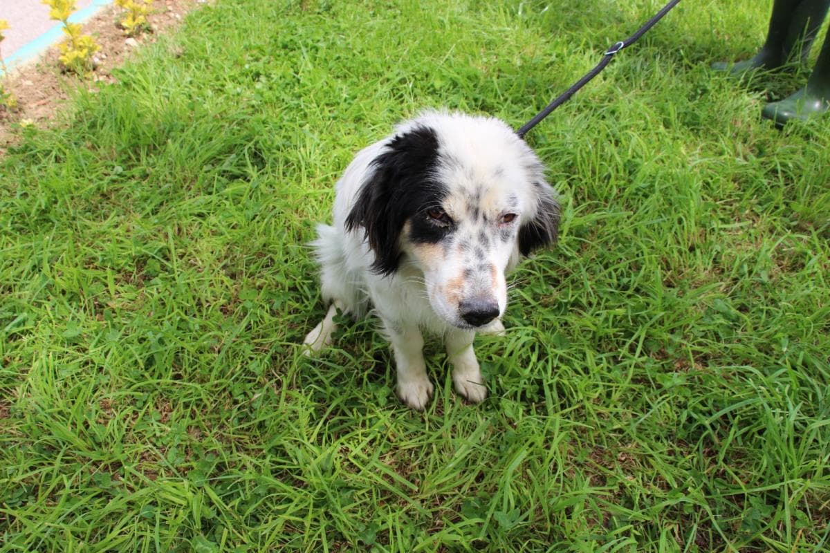 Nilufer Yuva Bekleyen Kopek 3 Melez Köpek fotoğrafı