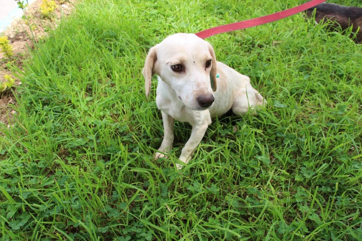 Nilufer Yuva Bekleyen Kopek 4 Melez Köpek fotoğrafı