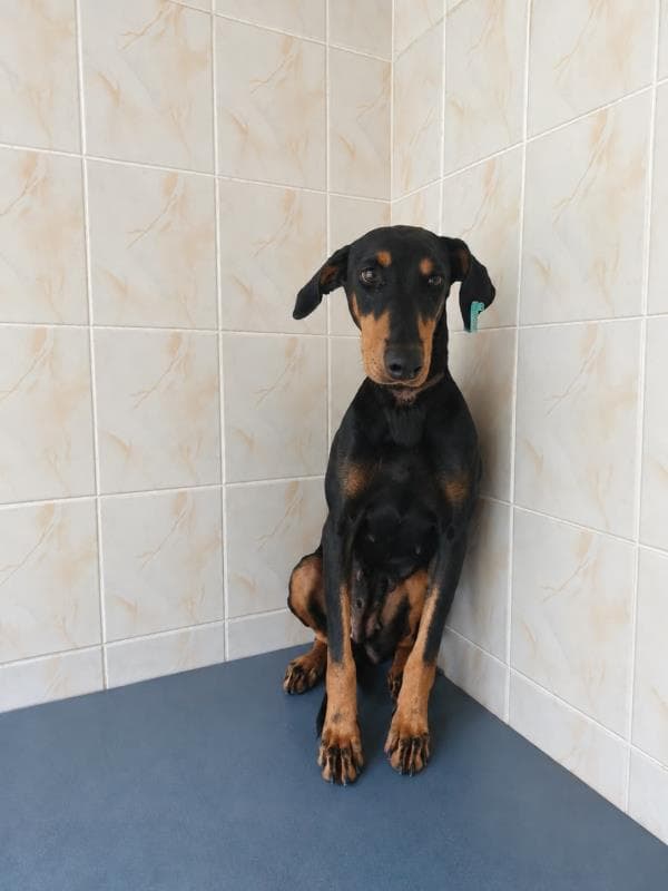 Nilufer Doberman Köpek Doberman Köpek, Bursa