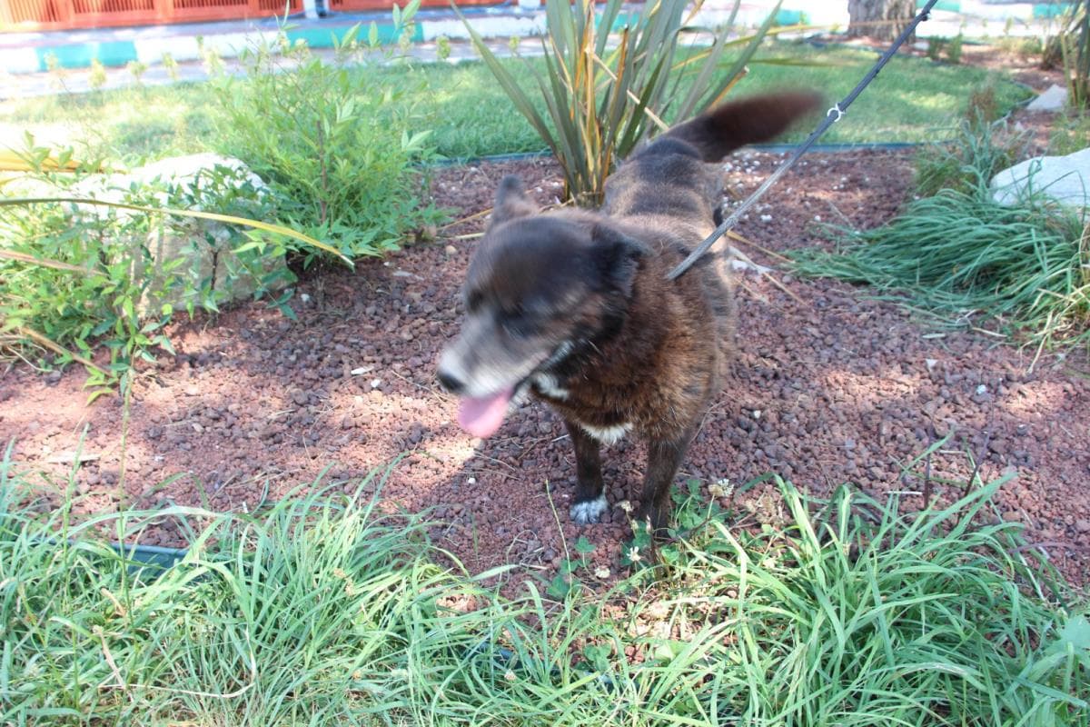 Nilufer Melez Köpek Melez Köpek, Bursa
