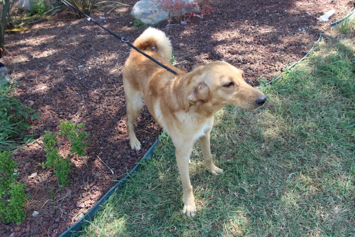 Nilufer Melez Köpek Melez Köpek, Bursa
