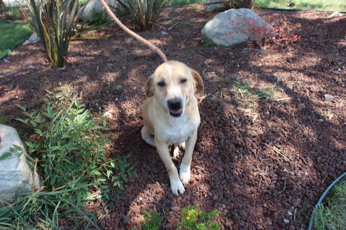 Nilufer Melez Köpek Melez Köpek, Bursa