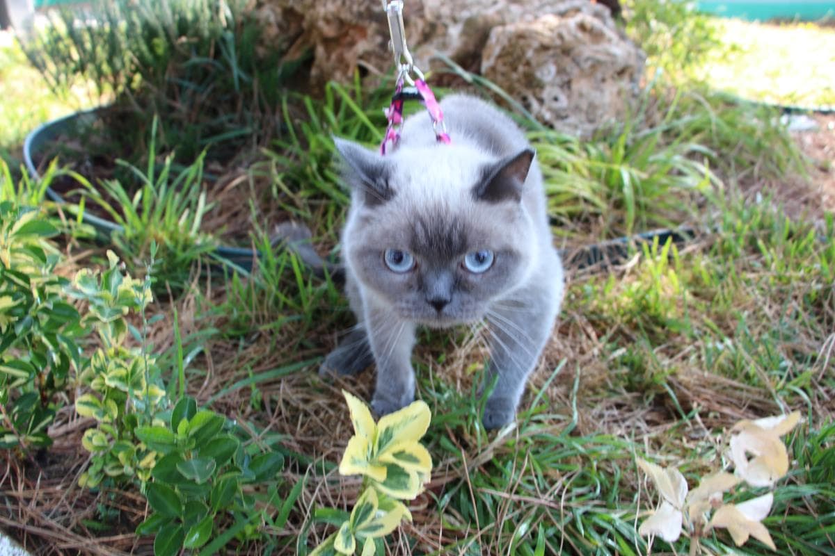 Nilufer British Kedi British Kedi, Bursa