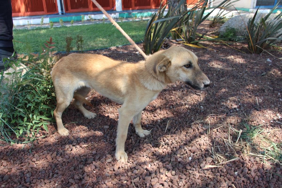 Nilufer Melez Köpek Melez Köpek, Bursa