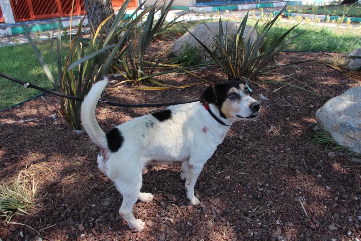 Nilufer Melez Köpek Melez Köpek, Bursa