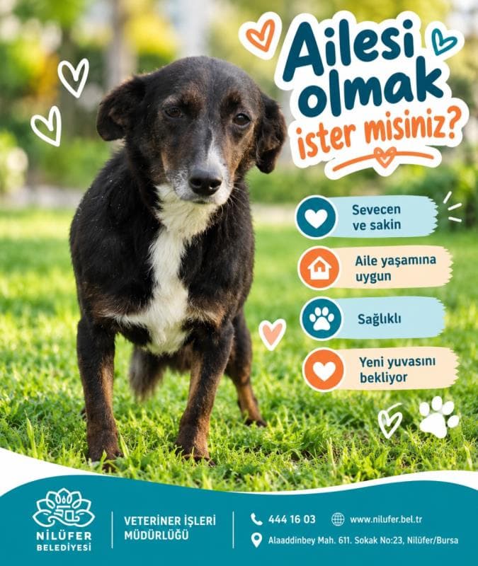 Nilufer Melez Köpek Melez Köpek, Bursa