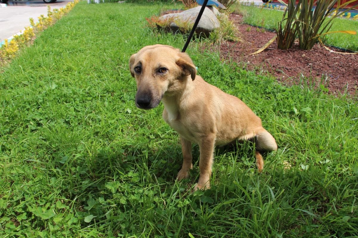 Nilufer Yuva Bekleyen Kopek 5 Melez Köpek fotoğrafı