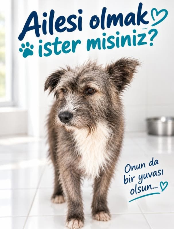 Nilufer Melez Köpek Melez Köpek, Bursa