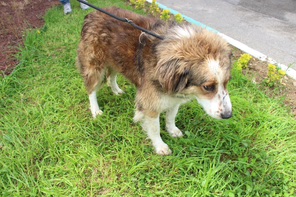Nilufer Yuva Bekleyen Kopek 1 Melez Köpek fotoğrafı