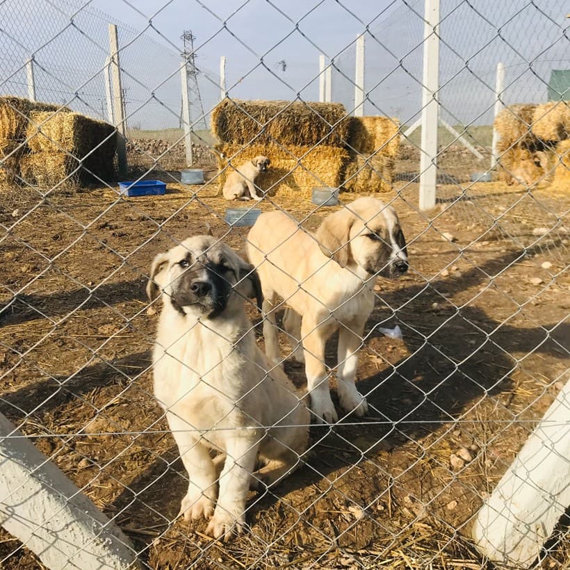 Odunpazari Çoban Köpeği Yavruları coban-kopegi-yavrulari1272 Çoban Köpeği Yavruları Köpek fotoğrafı