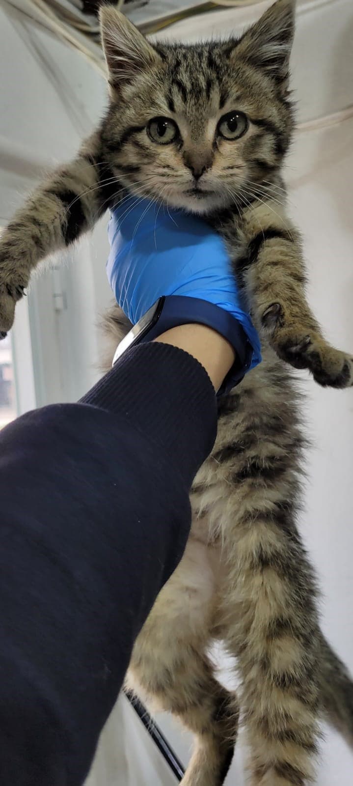Odunpazari Kedi kedi1288 Kedi Kedi fotoğrafı