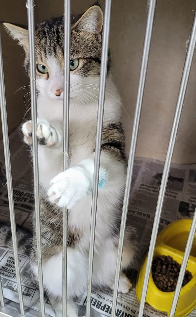 Odunpazari Kedi kedi1291 Kedi Kedi fotoğrafı