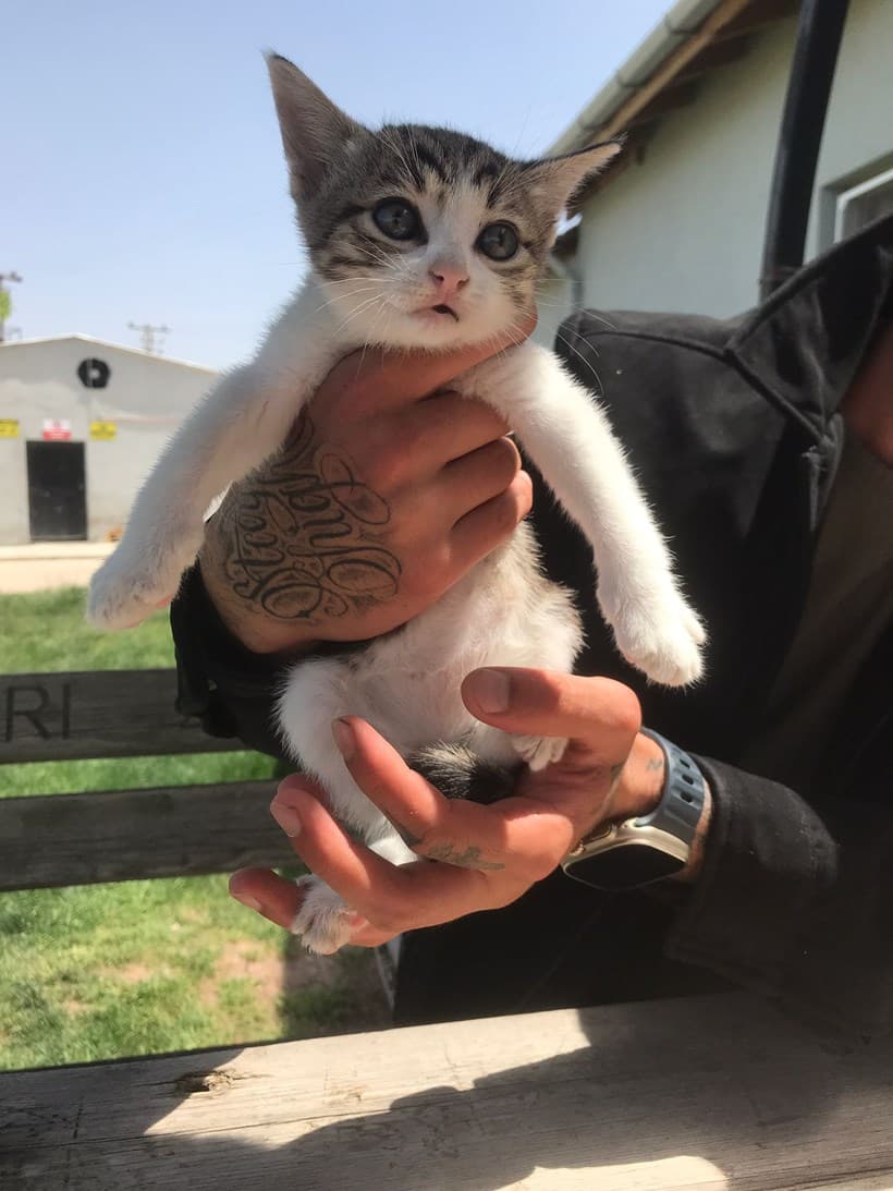 Odunpazari Kedi kedi1300 Kedi Kedi fotoğrafı