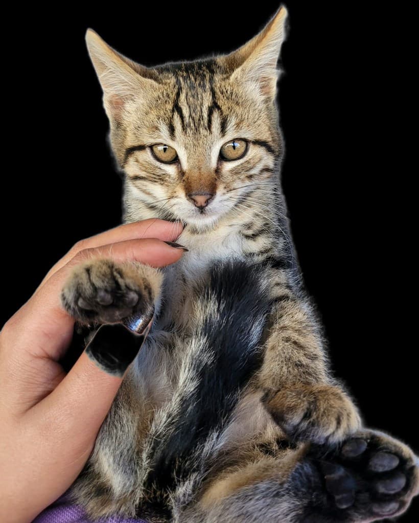 Odunpazari Kedi kedi1304 Kedi Kedi fotoğrafı