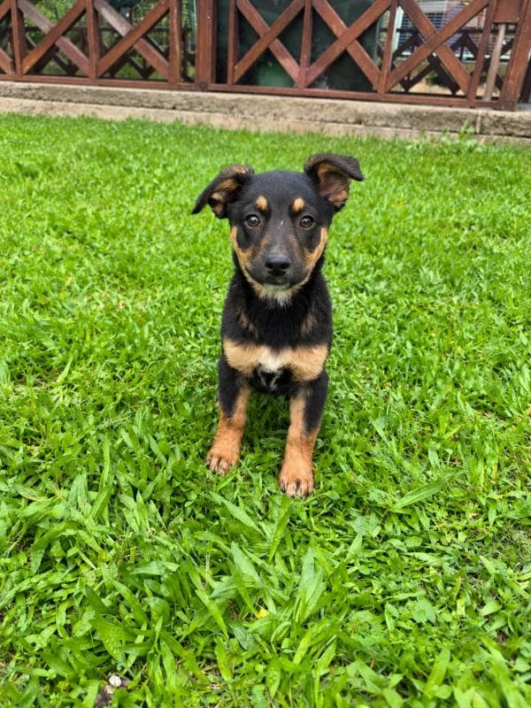 Osmangazi Melez Köpek Melez Köpek, Bursa