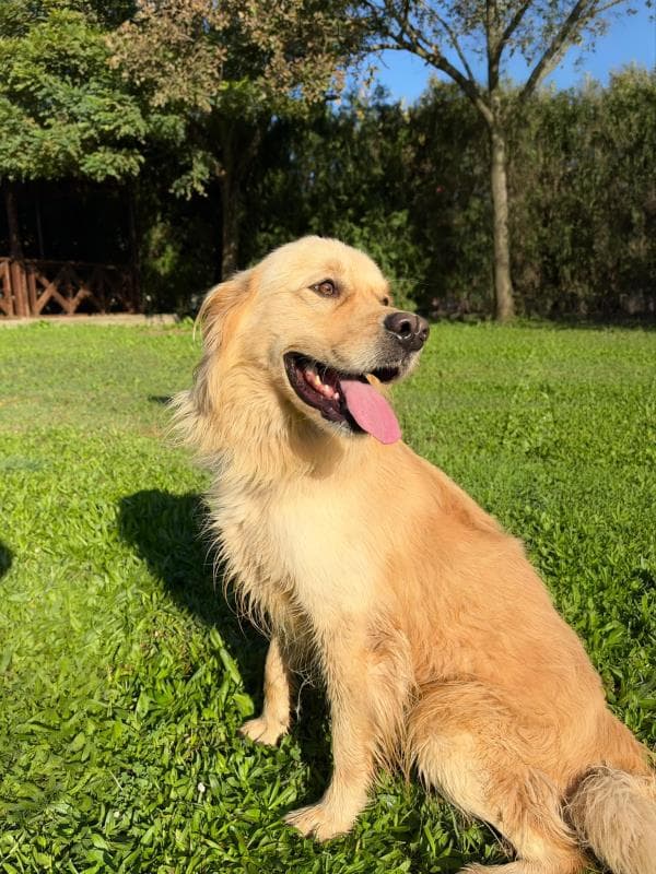 Osmangazi Golden Retriever Köpek Golden Retriever Köpek, Bursa
