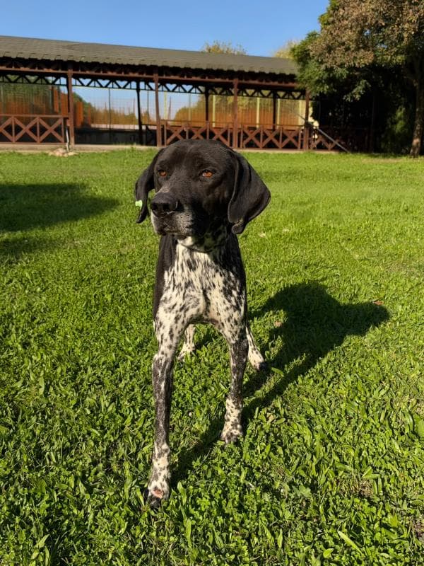 Osmangazi Pointer Köpek Pointer Köpek, Bursa