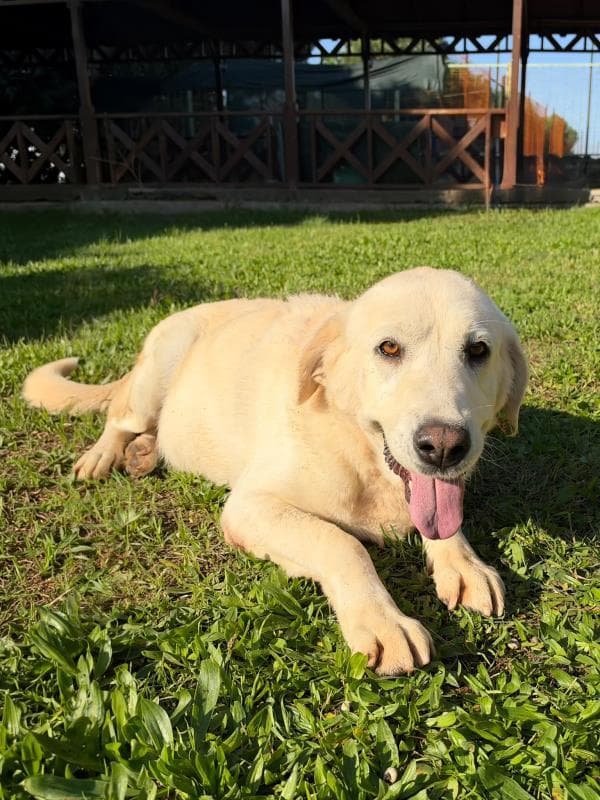 Osmangazi Akbaş Köpek Akbaş Köpek, Bursa