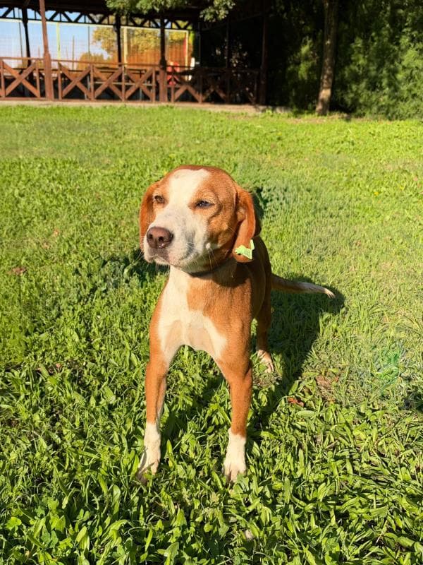 Osmangazi Transilvanya Tazısı Köpek Transilvanya Tazısı Köpek, Bursa