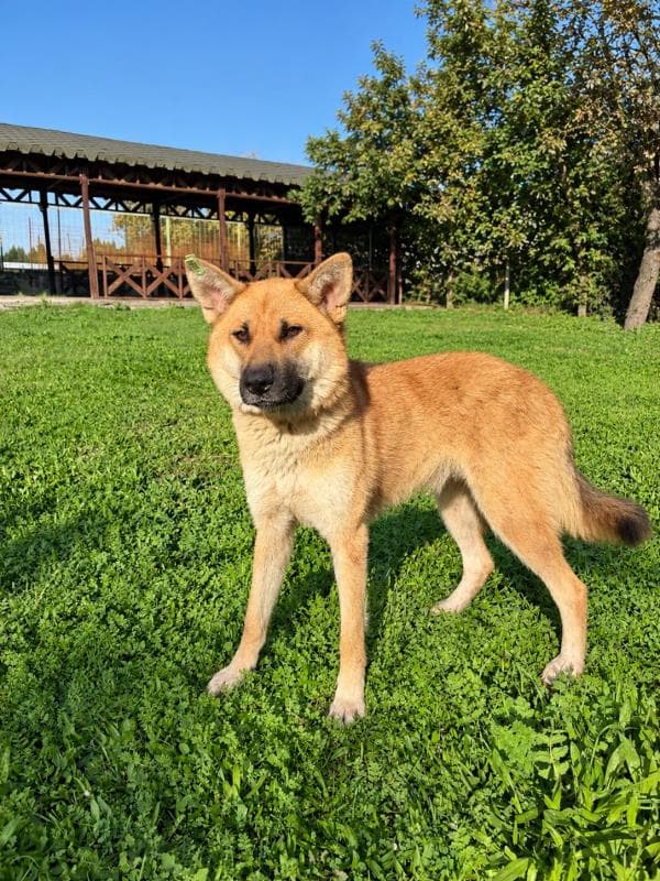 Osmangazi Melez Köpek Melez Köpek, Bursa