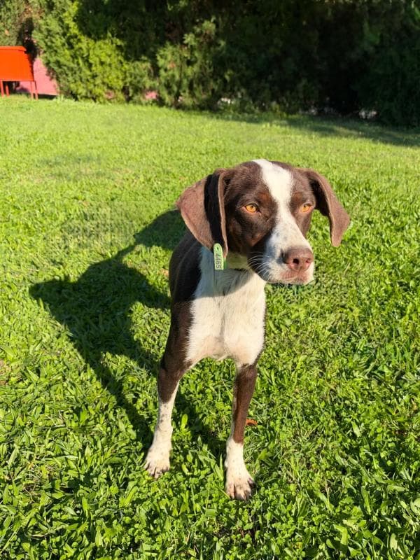 Osmangazi Pointer Köpek Pointer Köpek, Bursa