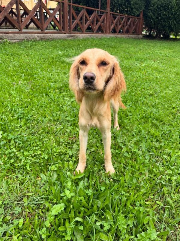 Osmangazi Melez Köpek Melez Köpek, Bursa
