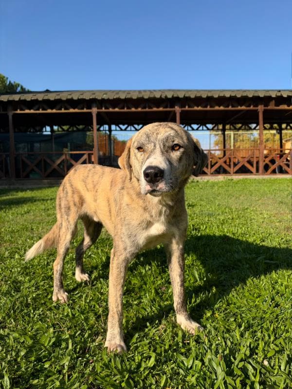 Osmangazi Melez Köpek Melez Köpek, Bursa