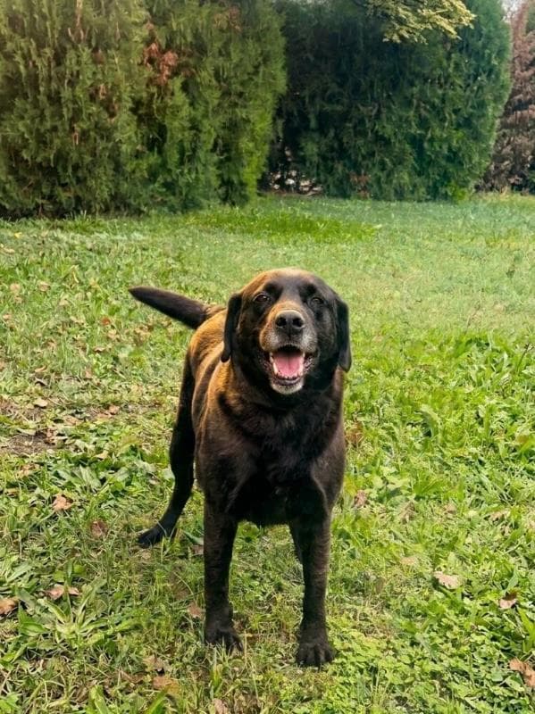 Osmangazi Melez Köpek Melez Köpek, Bursa