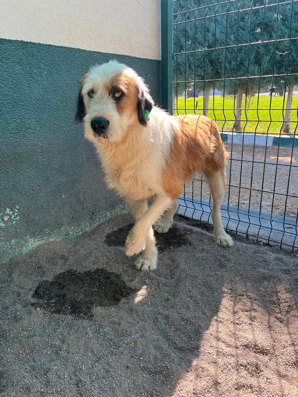 Sincan Dost Melez Köpek, Ankara