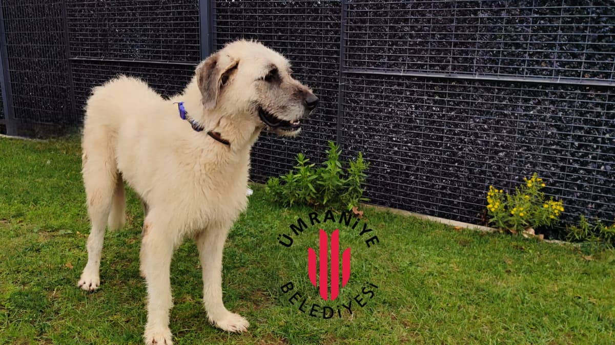 Duman Melez Kedi, İstanbul