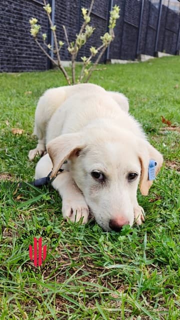 Pamuk Melez Kedi, İstanbul