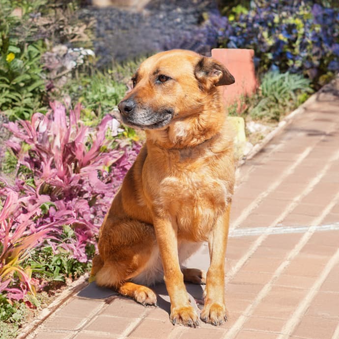 Uskudar FINDIK Melez Köpek fotoğrafı