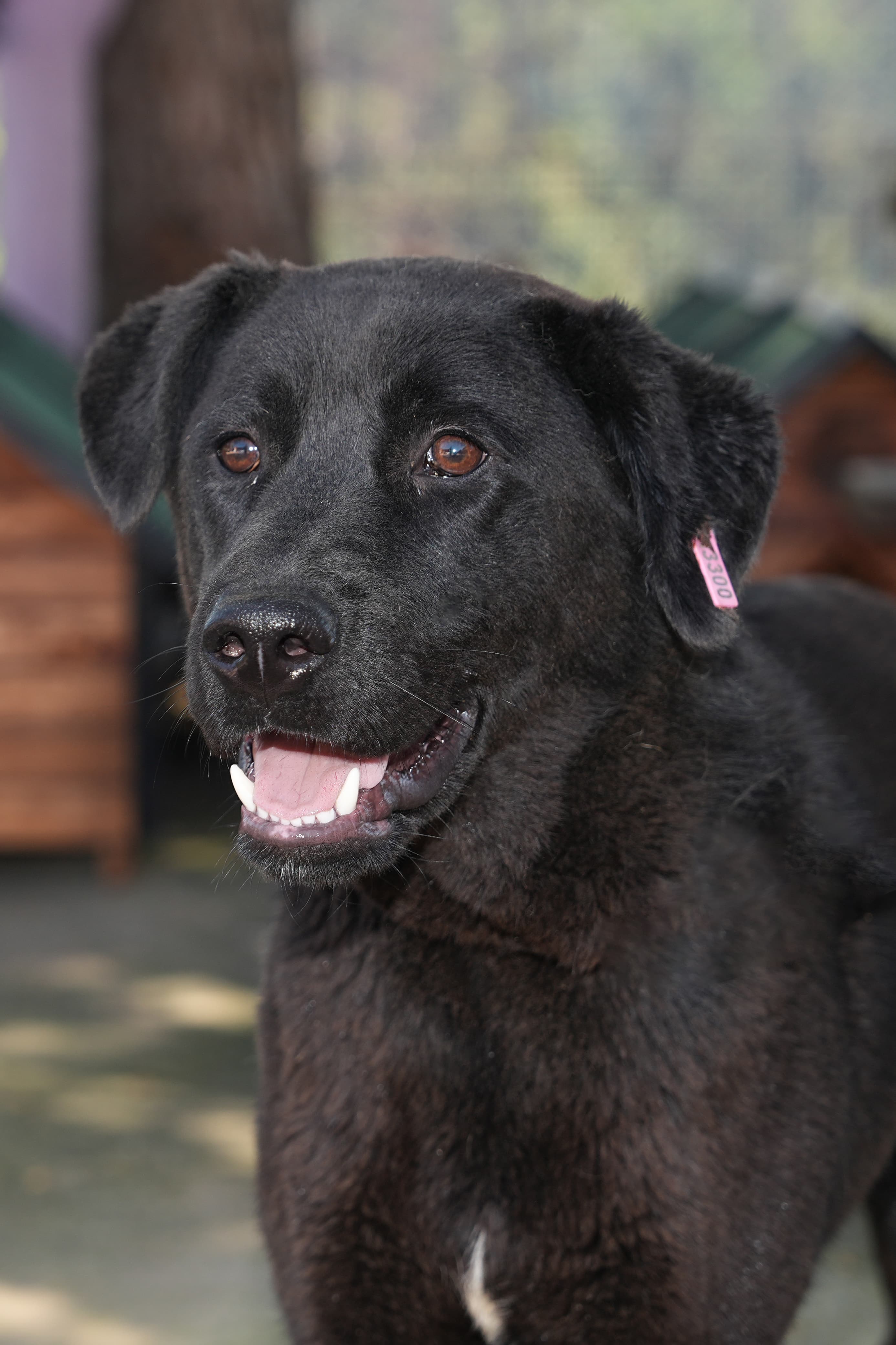 Uskudar ZEYTİN Melez Köpek fotoğrafı