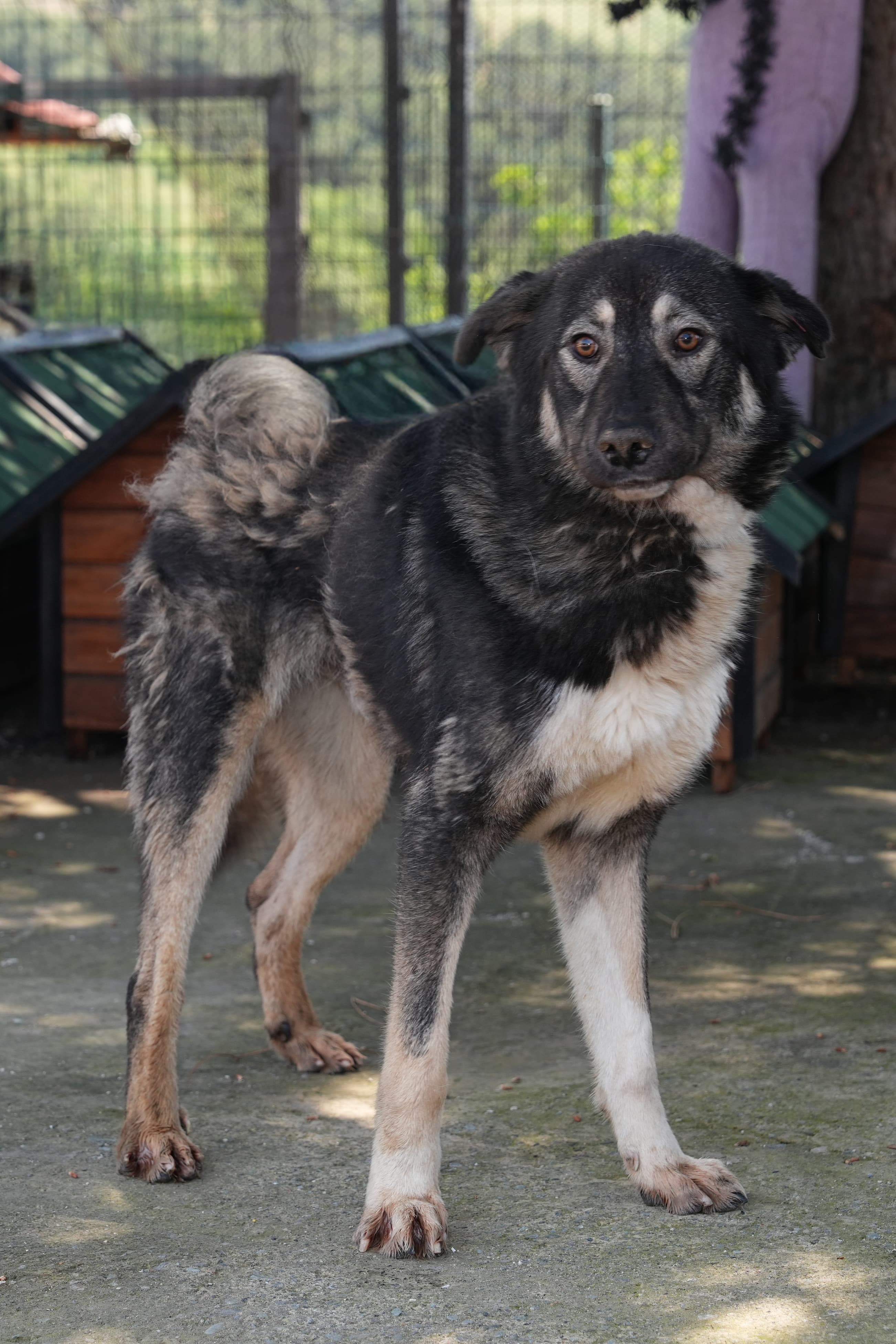 Uskudar LUNA Melez Köpek fotoğrafı