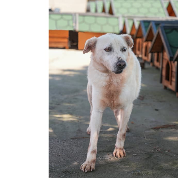 Uskudar BULUT Melez Köpek fotoğrafı