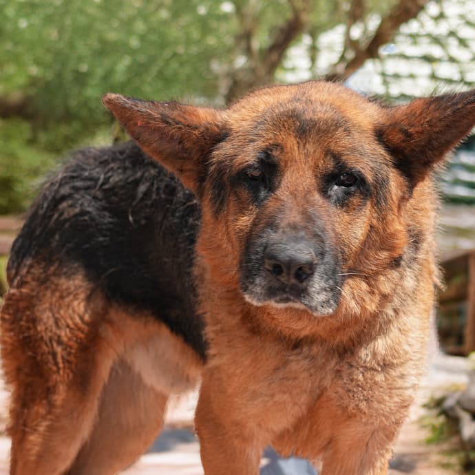 Uskudar MAX Melez Köpek fotoğrafı