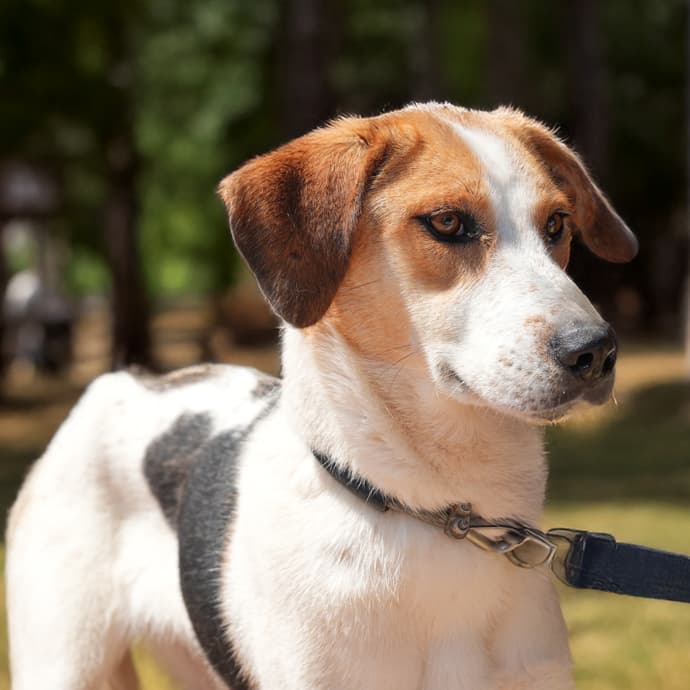 Uskudar KARAMEL Melez Köpek fotoğrafı