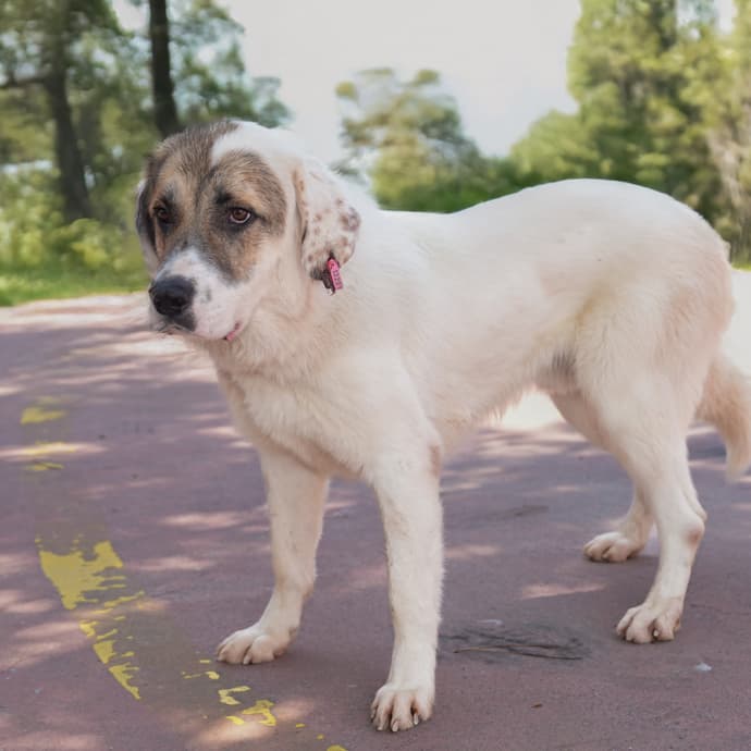 Uskudar DUMAN Melez Köpek fotoğrafı