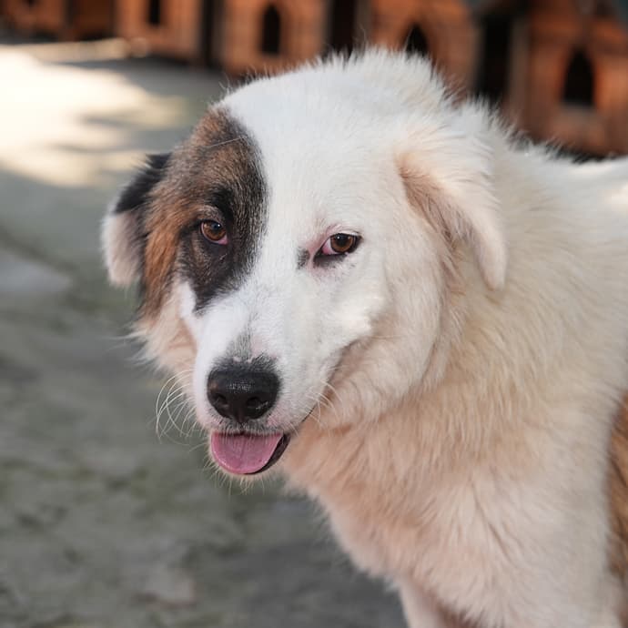 Uskudar PAŞA Melez Köpek fotoğrafı