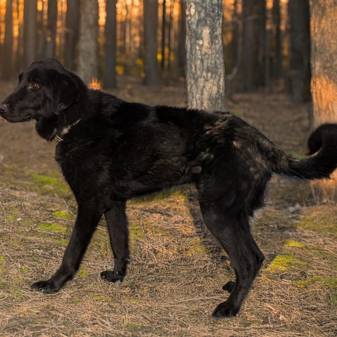 Uskudar KARAN Melez Köpek fotoğrafı