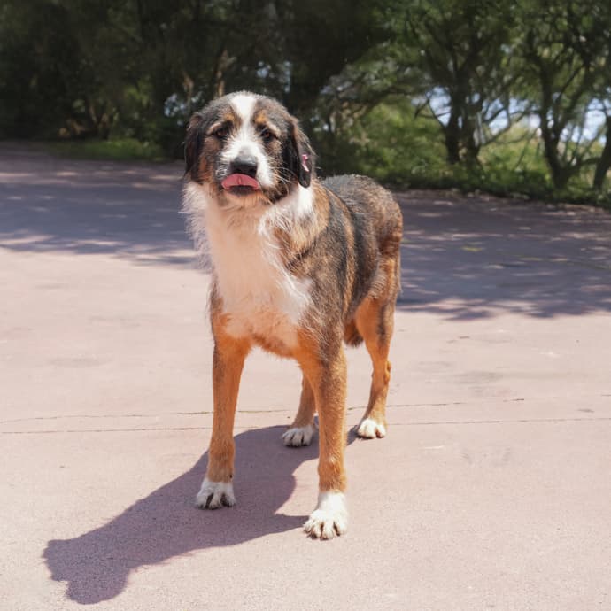 Uskudar PAMUK Melez Köpek, Istanbul