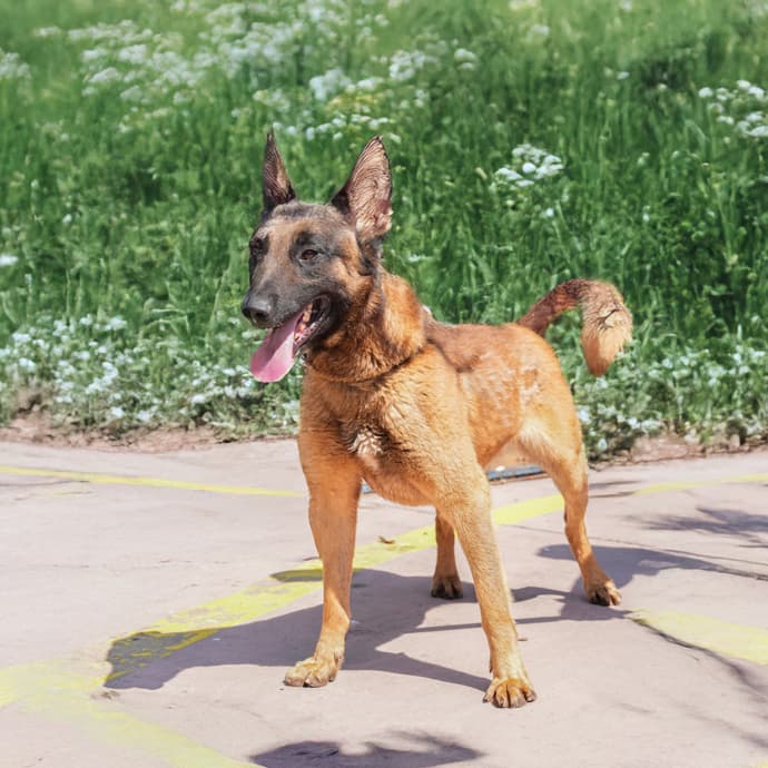 Uskudar KARLOS Melez Köpek fotoğrafı