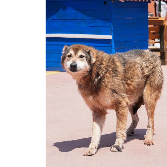Uskudar ATLAS Melez Köpek fotoğrafı