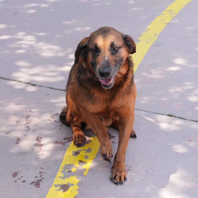 Uskudar ALFA Melez Köpek fotoğrafı