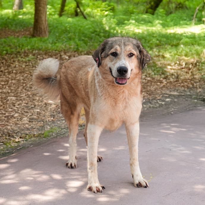 Uskudar LEYDİ Melez Köpek fotoğrafı
