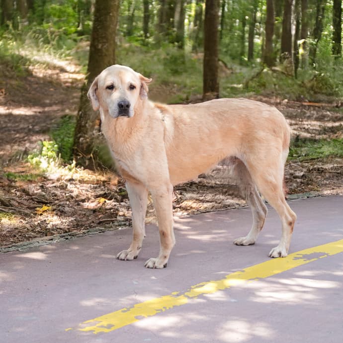 Uskudar LEO Melez Köpek fotoğrafı