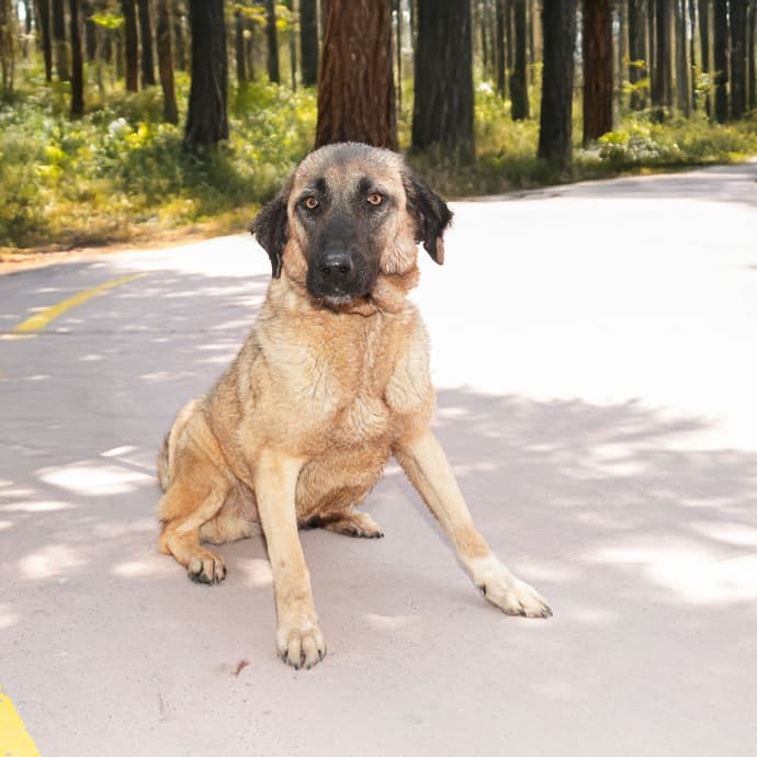 Uskudar MAYA Melez Köpek fotoğrafı