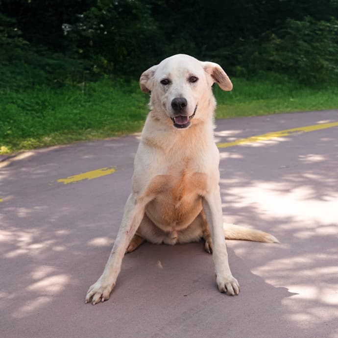Uskudar ZORO Melez Köpek fotoğrafı