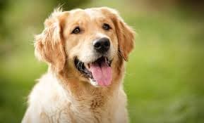 Kırklareli Melez Köpek Melez Köpek, Kırklareli